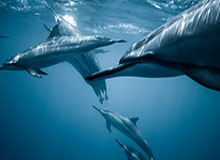 开云官方网站-开云体育备用网址：稳定入口守护你的体育盛宴